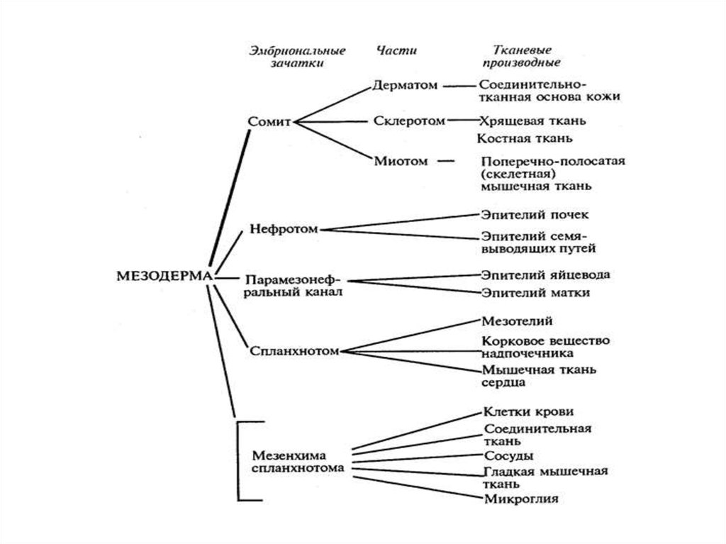 Сделайте анализ терминов по тэ osteologia pathologia. Нефротом производные. Нефротом является производным. Дифференцировка нефротом. Производные спланхнотома.