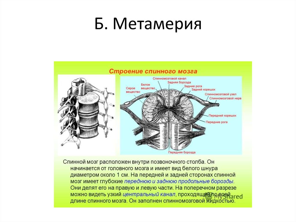 Метамерия. Метамерия спинного мозга. Метамерное строение спинного мозга. Метамер спинного мозга это. Строение спинного мозга физиология.