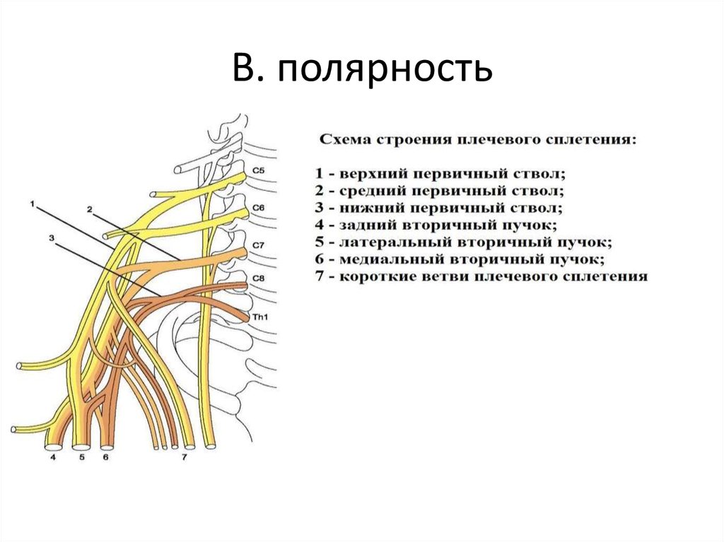 Плечевое сплетение. Верхний ствол плечевого сплетения анатомия. Схема формирования плечевого сплетения. Плечевое сплетение и ветви анатомия схема. Плечевое сплетение анатомия Неттер.