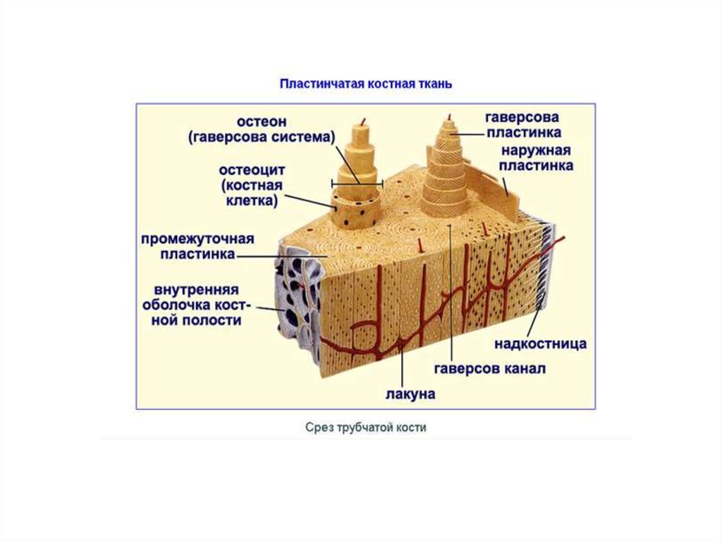 Функции костной ткани. Пластинчатая костная ткань Остеон. Пластинчатая костная ткань схема. Схема строения пластинчатой костной ткани. Пластинчатая костная ткань надкостница.