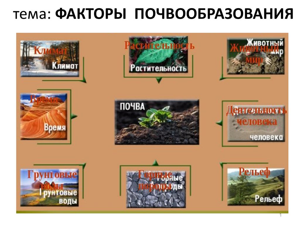 Факторы почвообразования. Природные факторы почвообразования. Презентация почвообразующие факторы. Факторы почвы. Почвообразующие факторы картинки.