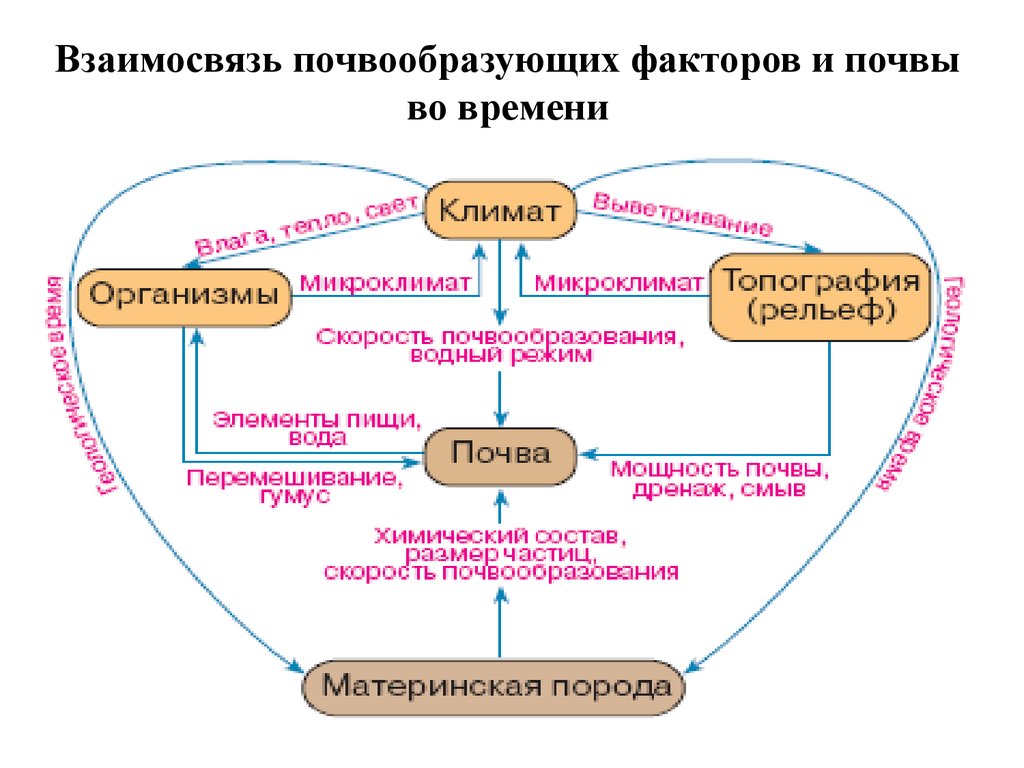 Почва какой фактор. Взаимосвязь факторов почвообразования. Процесс почвообразования схема. Факторы почвообразования схема. Факторы почвообразования. Взаимосвязь факторов почвообразования.