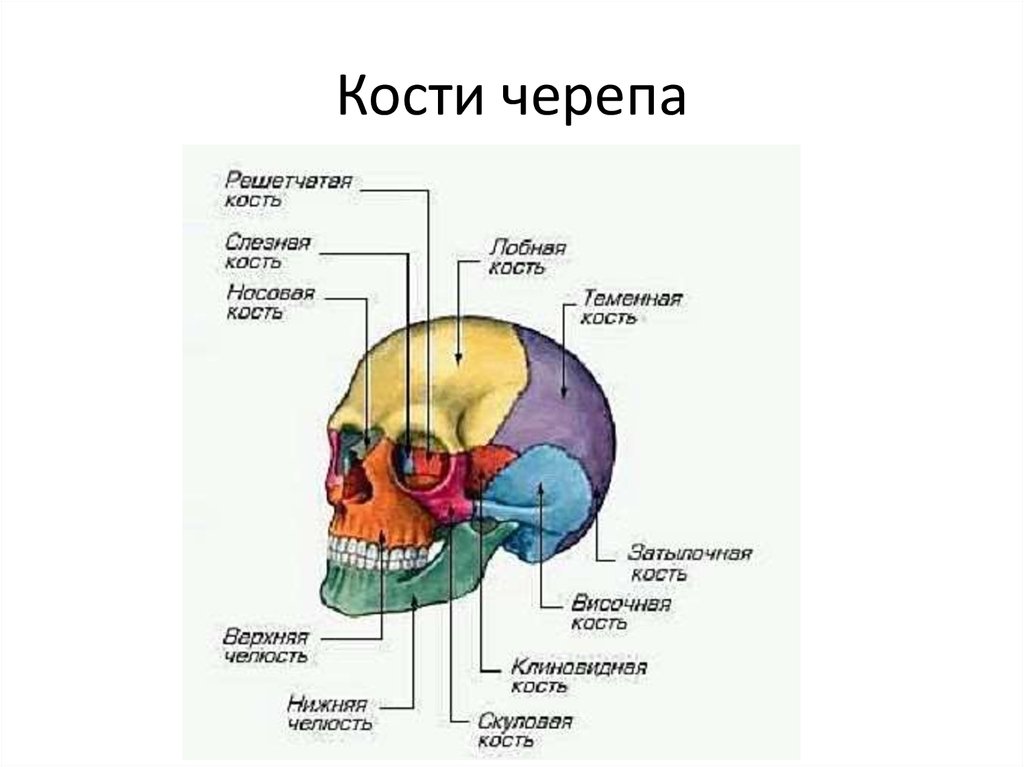 Кости черепа каждая кость. Строение костей черепа анатомия. Череп строение анатомия кости. Схема строения костей черепа человека. Кости черепа человека схема.