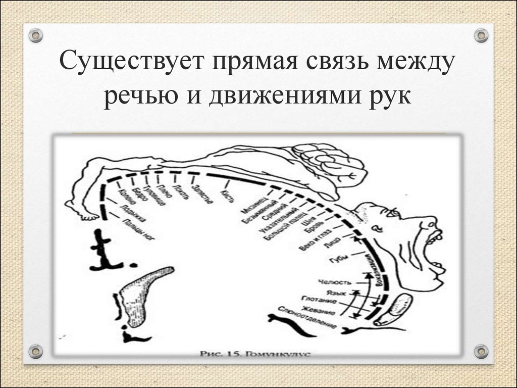 Мелкая моторика и мозг. Речь с движением. Связь моторики и речи. Связь речи и моторики рук.