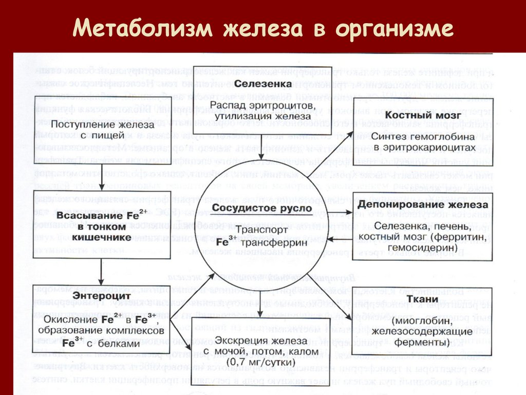 Обмен железа схема. Обмен железа: основные функции, пул железа в организме. Схема обмена железа в организме. Схема метаболизма железа в организме. Схема обмена железа в организме биохимия.