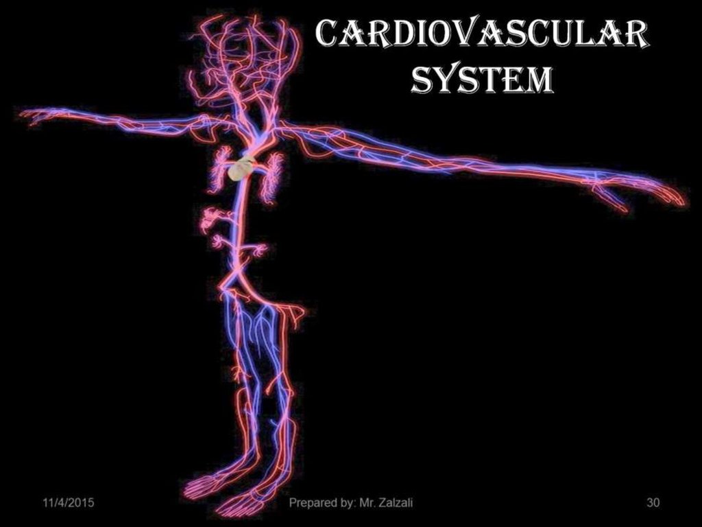 Cardiovascular system