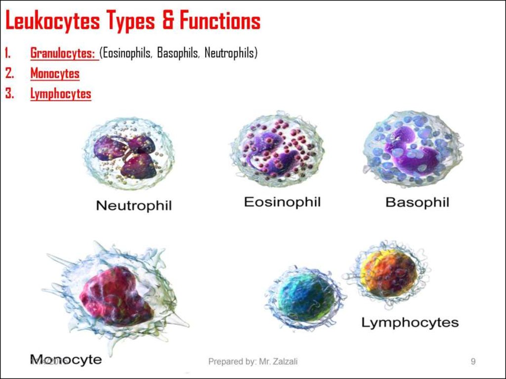 Leukocytes Types & Functions