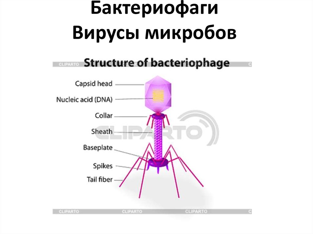 После бактериофага зеленый стул