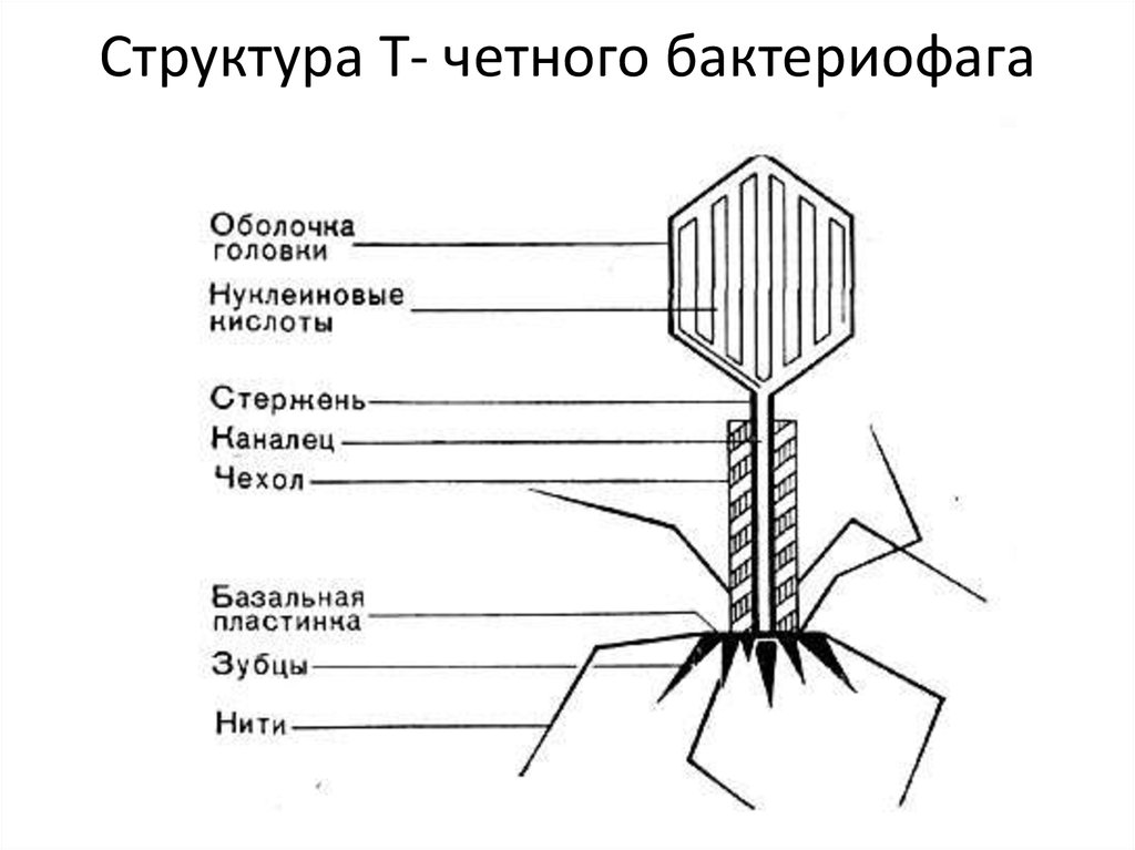 После бактериофага зеленый стул