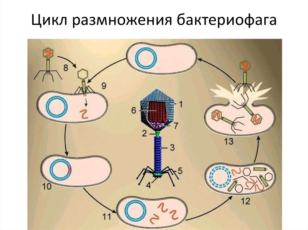Микробы и вирусы презентация для детей