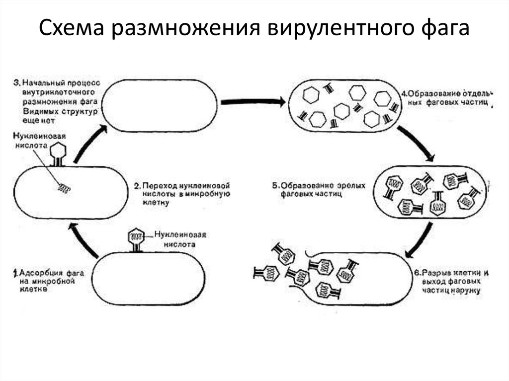 Охарактеризуйте жизненный цикл бактериофага. Схема цикла размножения бактериофага. Жизненный цикл бактериофага схема. Схема размножения бактерии фаги. Схема развития бактериофага в бактериальной клетке.