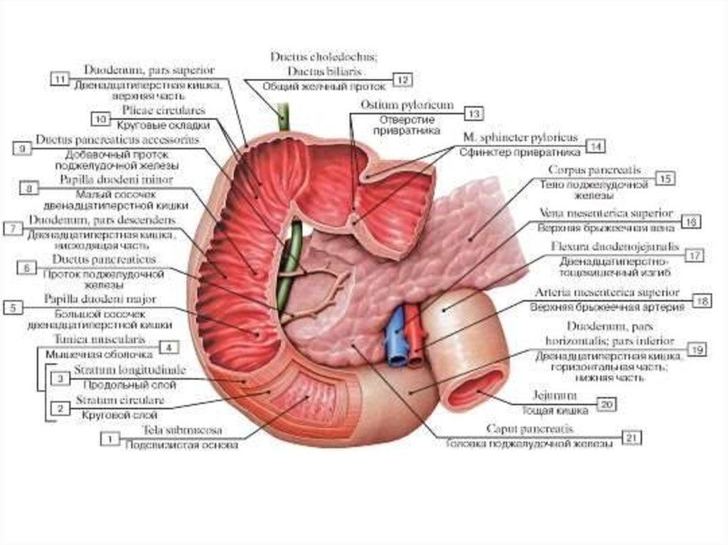 Кишка латынь. 12 Ти перстная кишка анатомия. Отделы 12 перстной кишки анатомия. Луковица 12 перстной кишки анатомия. Части 12 перстной кишки анатомия.