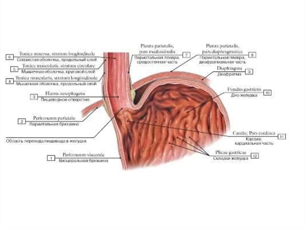 Сужение на латыни. Анатомия пищеводно желудочного перехода. Зубчатая линия пищевода. Переход пищевода в желудок анатомия. Пищевод анатомия Синельников.