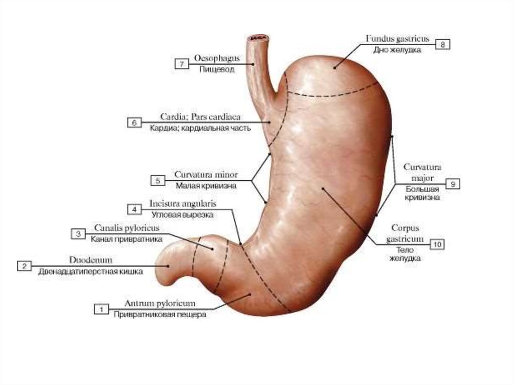 Желудок рисунок анатомия