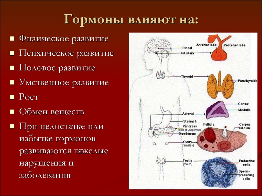 Картинки на тему гормоны