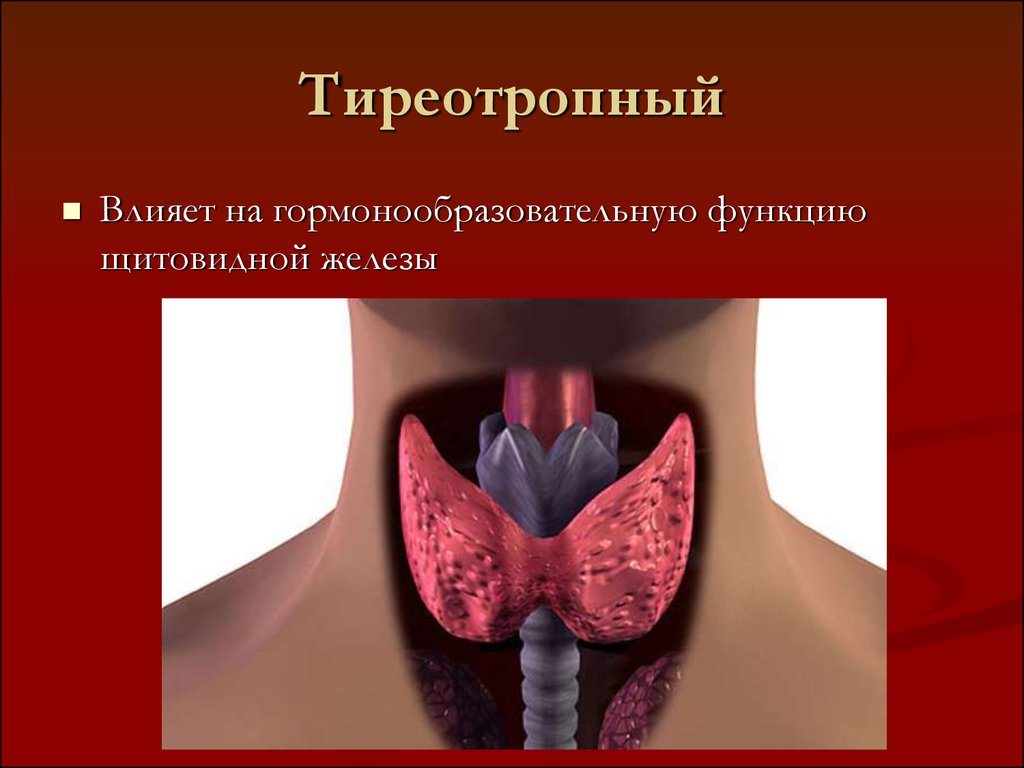 Эндокринология щитовидной железы. Тиреотропин и щитовидная железа. Функции щитовидной железы. Тиреотропин влияние. Тиреотропин влияние на функцию щитовидной железы.