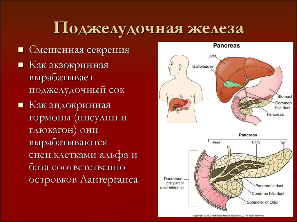 Легкие и поджелудочная железа. Секреция поджелудочной железы внутренняя секреция. Поджелудочная железа поджелудочный сок инсулин. Поджелудочная железа смешанная секреция. Поджелудочная железа биология 8.