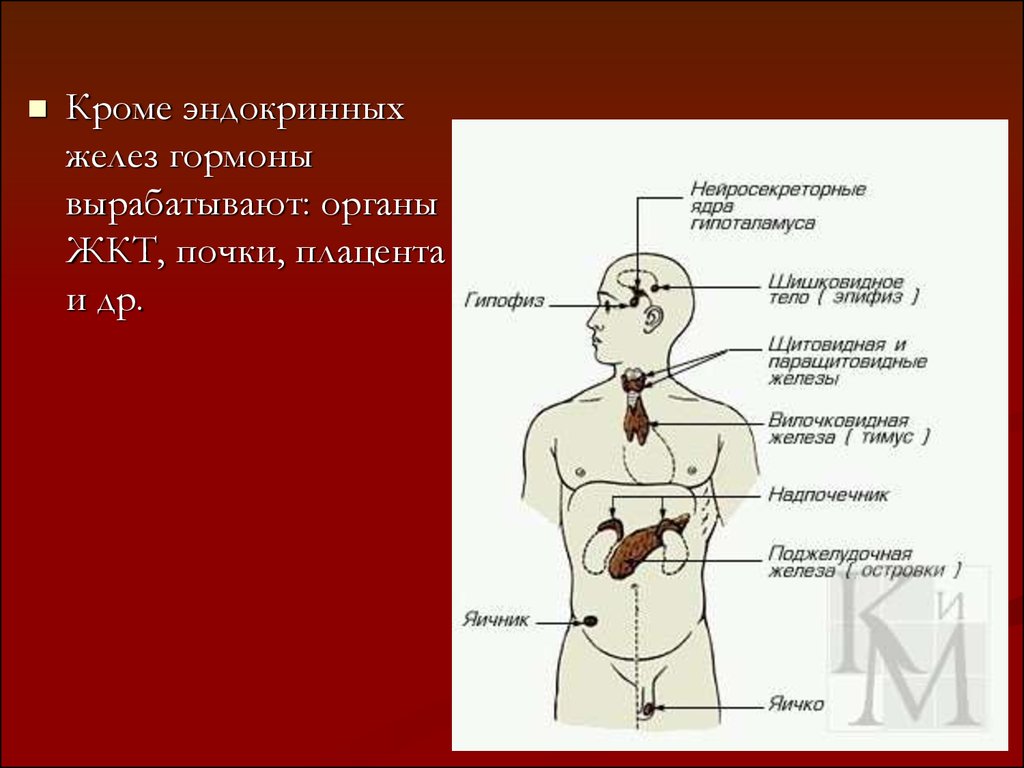 Отметь рисунок на котором изображена железа вырабатывающая гормон адреналин