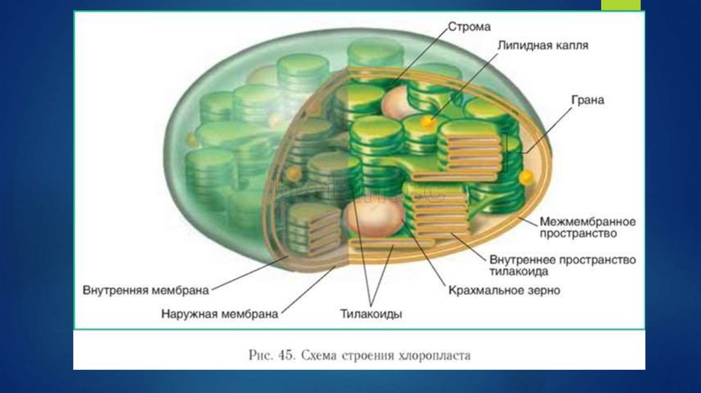 Имеют эукариоты хлоропласты. Строение хлоропласта Ламелла. Схема строения хлоропласта. Схема строения хлоропласта рисунок. Строма Грана тилакоид.