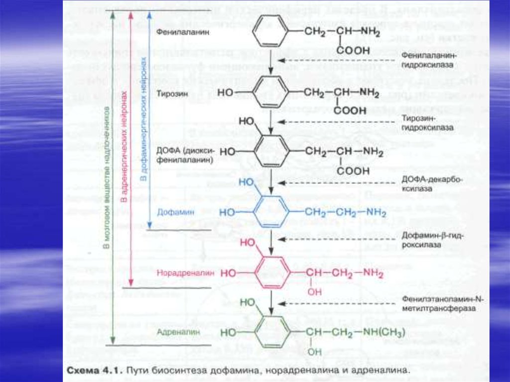 Синтез тирозина. Тирозин Дофа дофамин норадреналин адреналин. Синтез дофамина фенилаланин. Схема синтеза адреналина. Схема синтеза дофамина.