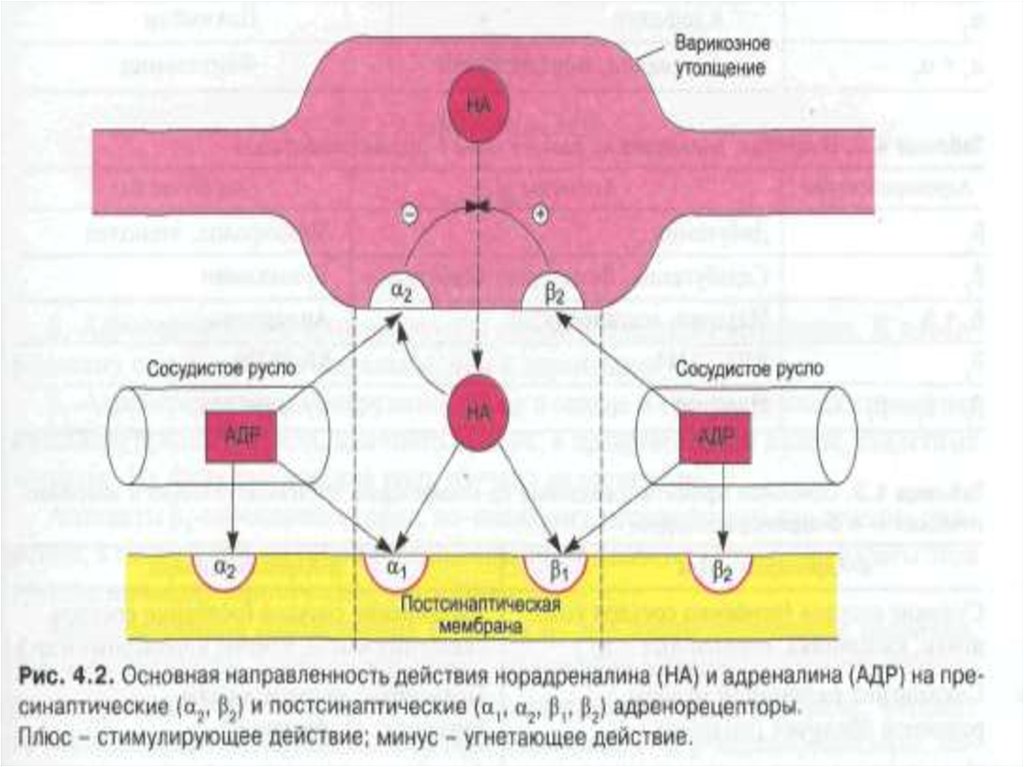 Адреналин кишечник. Механизм действия адреналина и норадреналина. Схема действия адреналина. Схема действия адреналина и норадреналина. Физиологические эффекты адреналина и норадреналина.