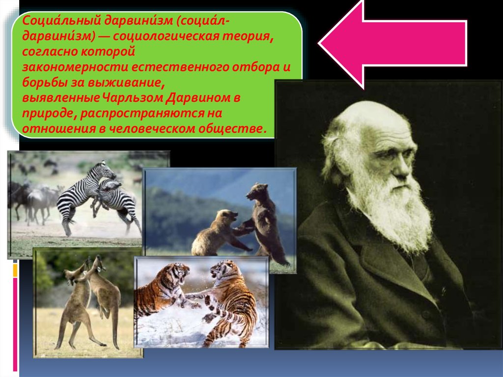 Наука дарвинизм. Чарльз Дарвин дарвинизм. Теория естественного отбора Чарльза Дарвина. Эволюционная теория Чарльза Дарвина. Теория социал дарвинизма.