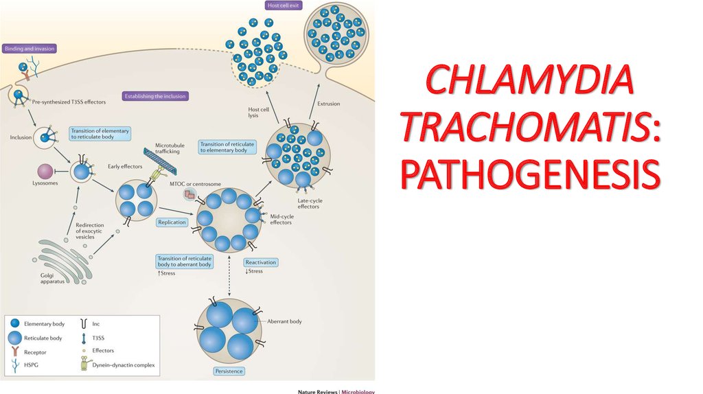 Sexually Transmitted Bacterial Diseases Online Presentation 8132