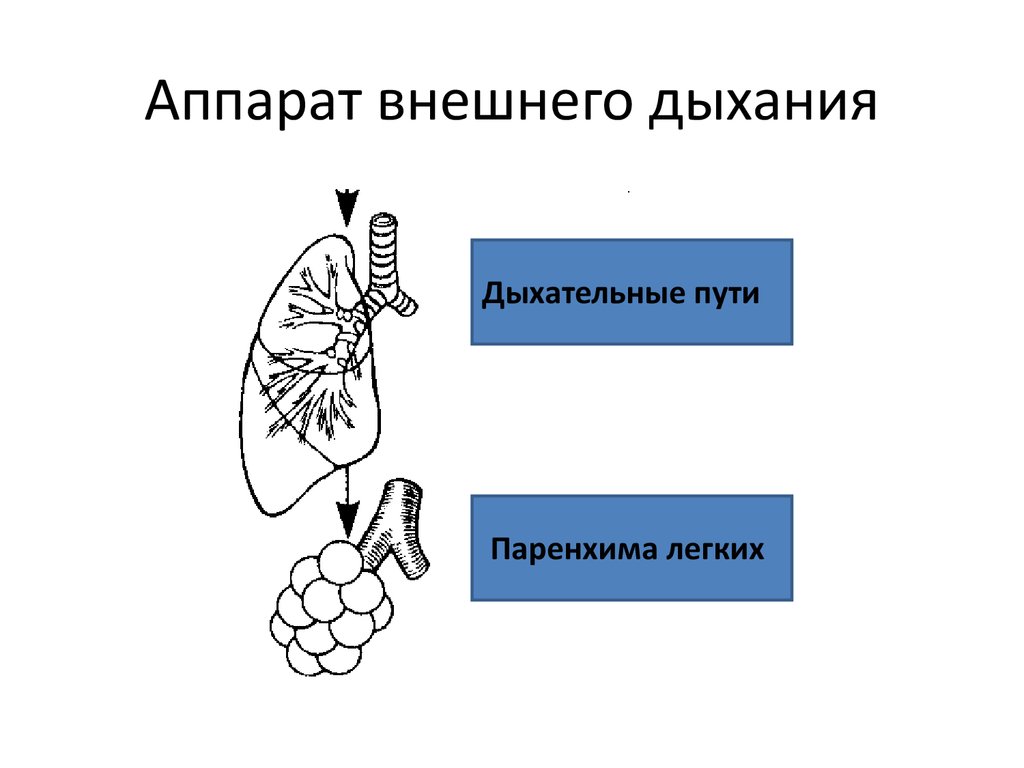 Дыхание при гипоксии. Внешнее дыхание. Структура аппарата внешнего дыхания. Дыхательная гипоксия. Гипоксия дыхательных путей.