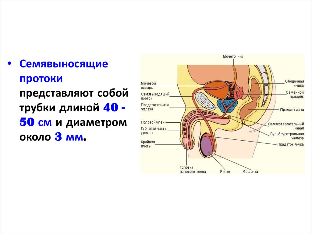 Анатомия и физиология мужской репродуктивной системы презентация