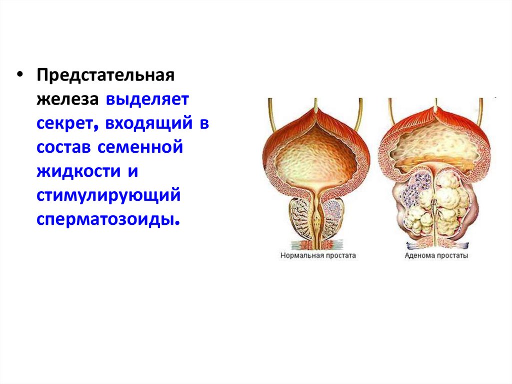 Что такое мужской половой. Бульбоуретральные железы анатомия. Парная мужская половая железа. Добавочные мужские половые железы. Бульбоуретральные железы у женщин.