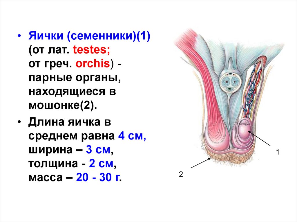 Семенники