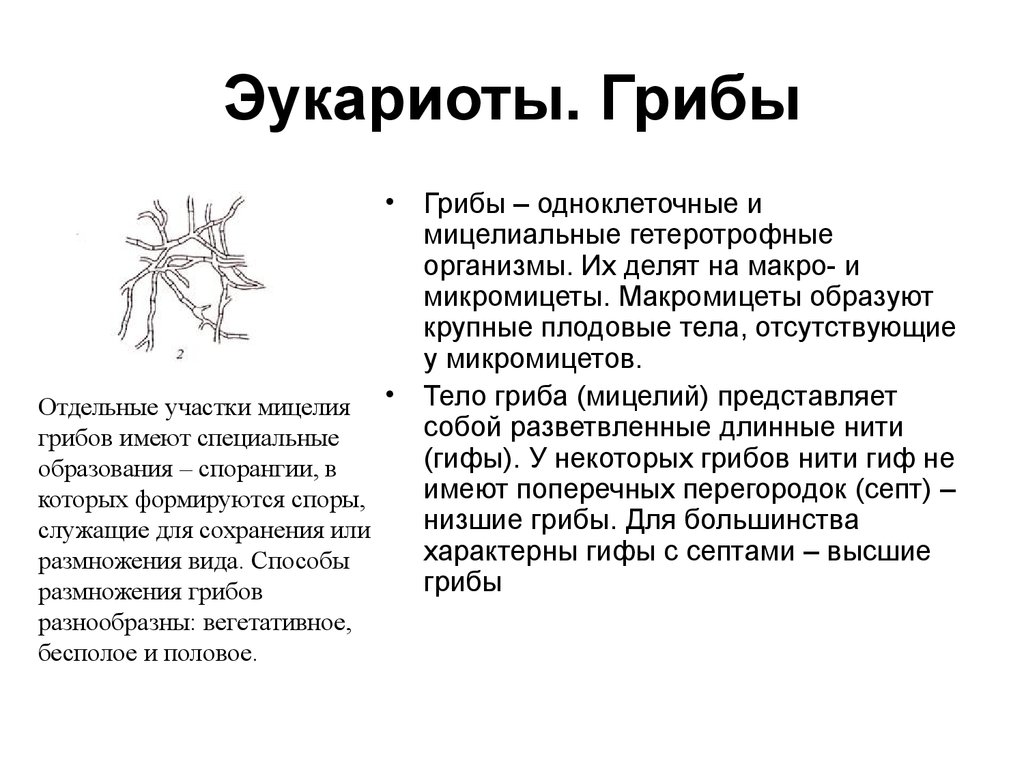 Грибы эукариоты. Грибы относятся к эукариотам. Грибы эукариотические организмы. Эукариоты грибов. Мицелиальные микромицеты.