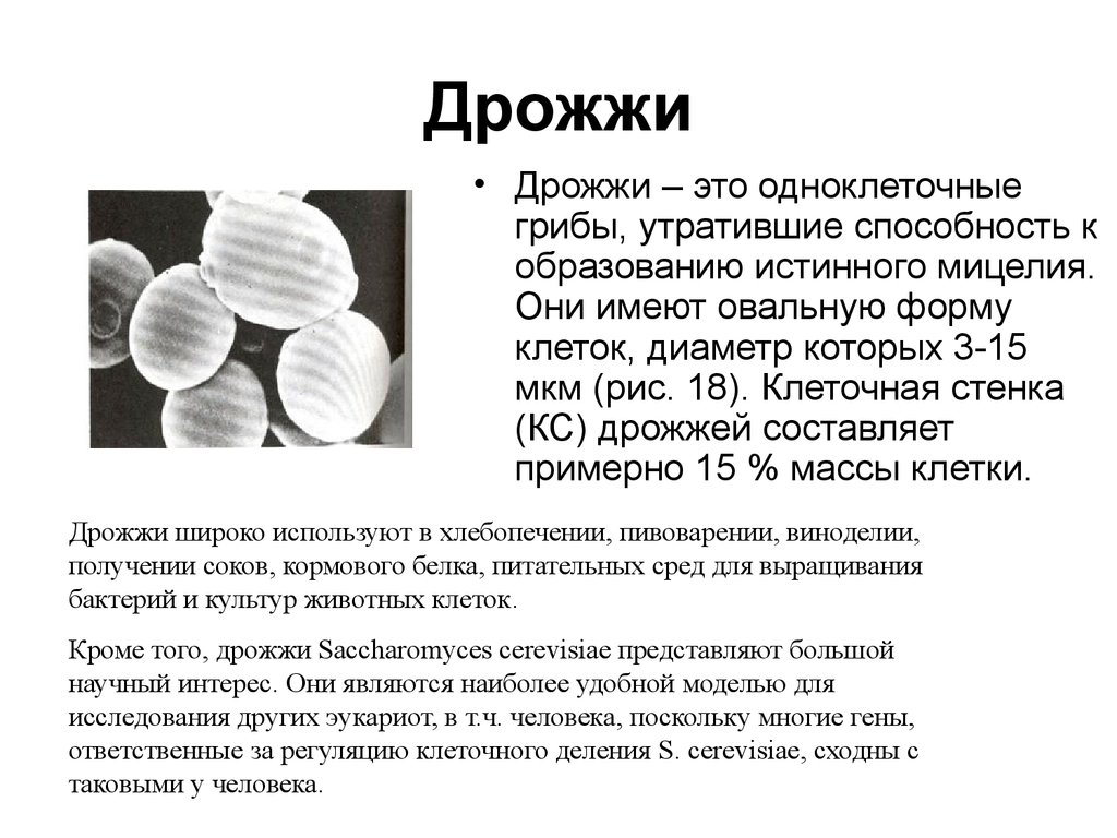 Роль дрожи. Характеристика дрожжей грибов. Общая характеристика дрожжей. Характеристика дрожжевых грибов. Дрожжи грибы характеристика.