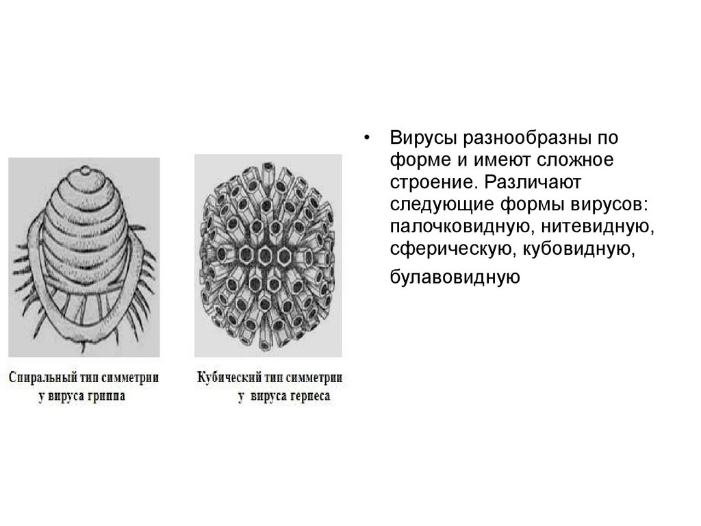 Более сложное строение имеют. Палочковидная форма вируса. Тип симметрии волка. Булавовидный вирус. Нитевидная форма вируса.