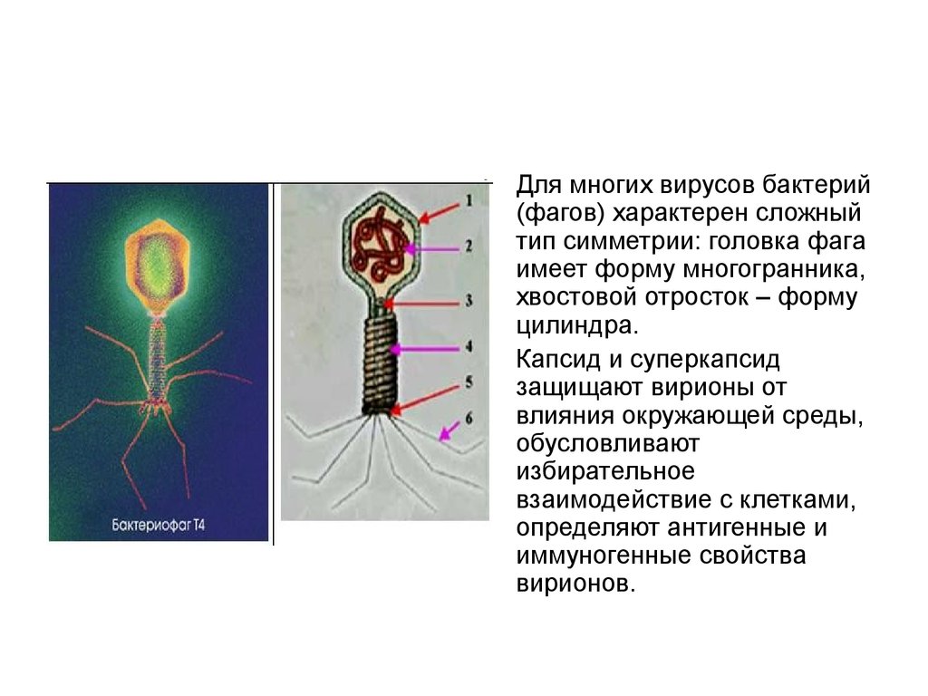 Вирусы и бактериофаги