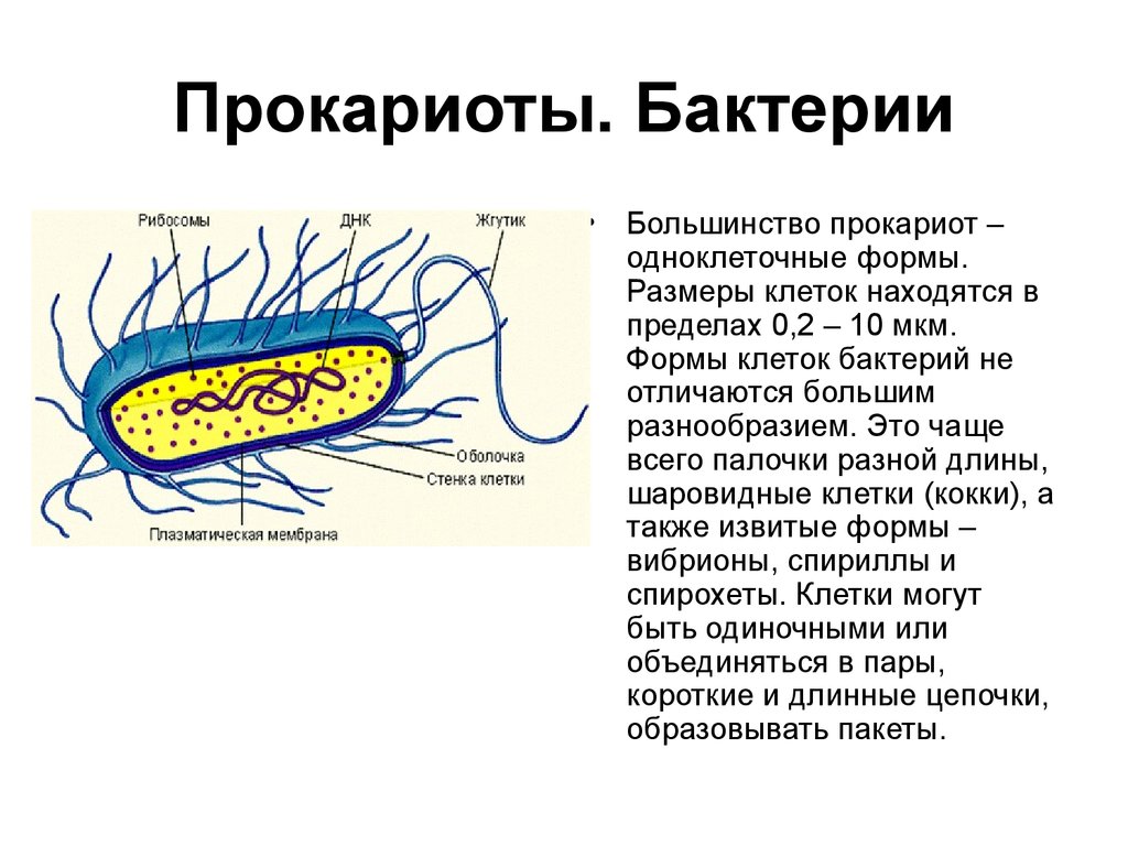 Прокариоты где. Прокариотическая клетка формы бактерии. Форма и размер прокариотических клеток. Одноклеточный микроорганизм прокариоты. Прокариотическая клетка в организме.