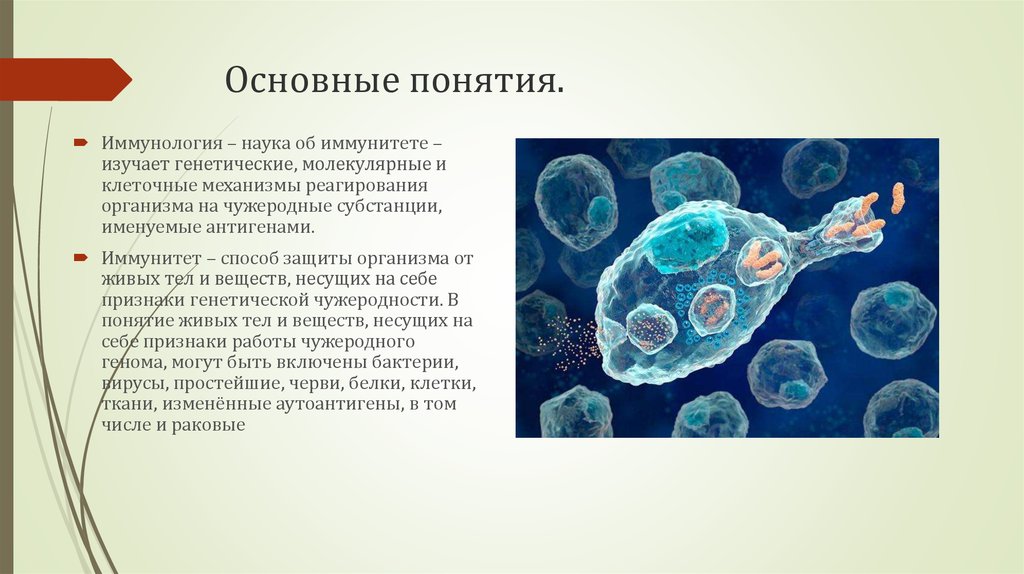 Определение понятия живой организм. Иммунитет это способ защиты организма от живых тел и веществ. Основные понятия иммунологии. Иммунология это наука изучающая. Распознают чужеродные клетки.