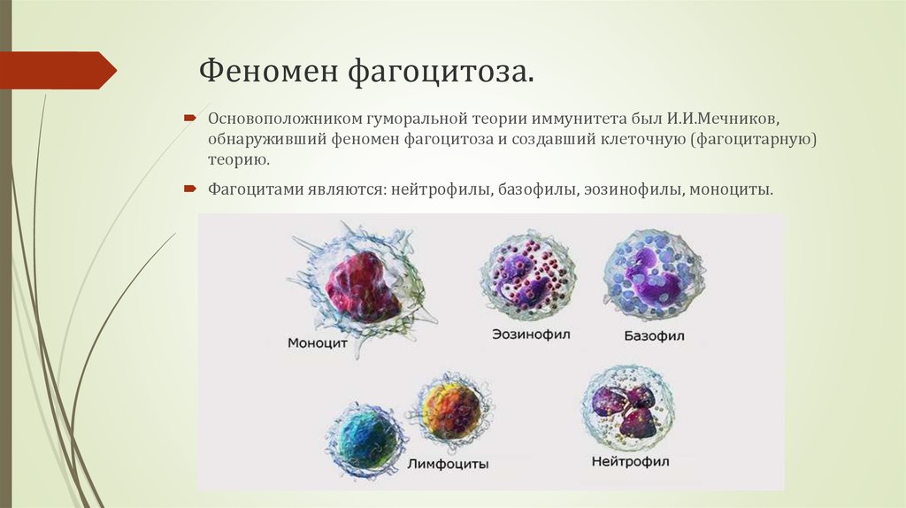 Явление фагоцитоза открыл русский ученый. Схема механизма образования иммунитета клеточный фагоцитоз. Лейкоциты фагоциты и лимфоциты. Микрофаги: нейтрофилы фагоцитоз. Фагоцитарная активность моноцитов.