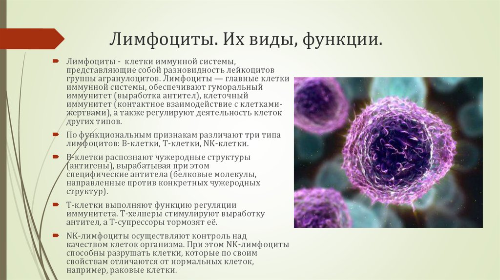 Что обозначает лимфоциты