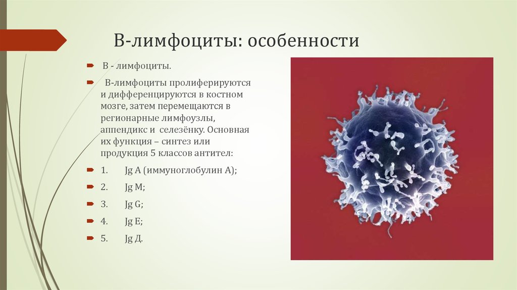 Лимфоциты состав