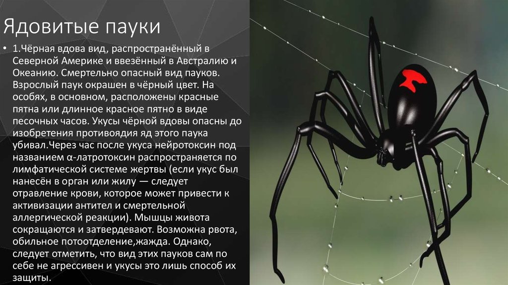 Вдовы описание. Ядовитый паук черная вдова. Паук черная вдова ядовитая для человека. Класс паукообразные паук чёрная вдова. Каракурт или черная вдова.