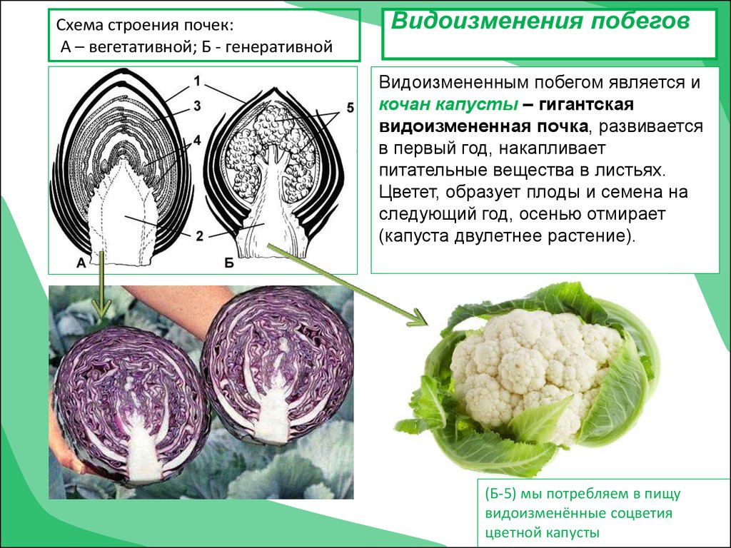 Капуста в разрезе рисунок