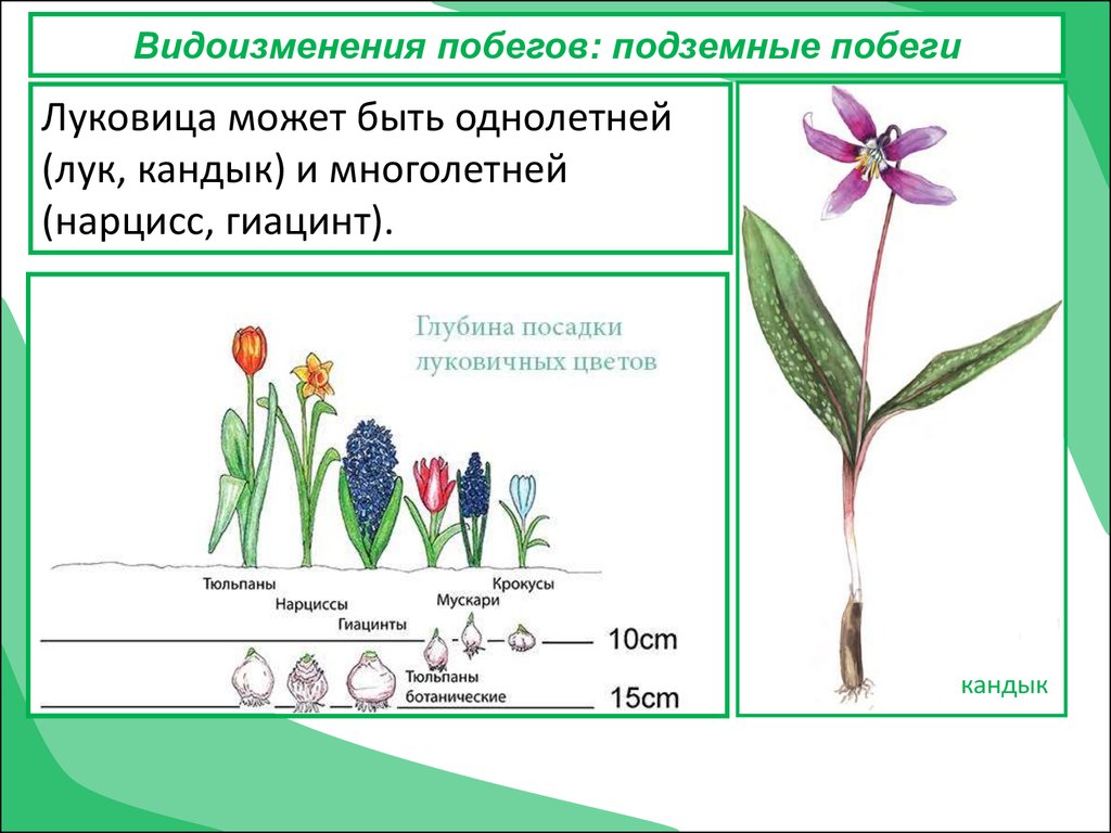 Побег 6 класс биология презентация. Гиацинт видоизменение побега. Нарцисс видоизменение. Гиацинт побег видоизмененный. Нарцисс видоизменение побега.