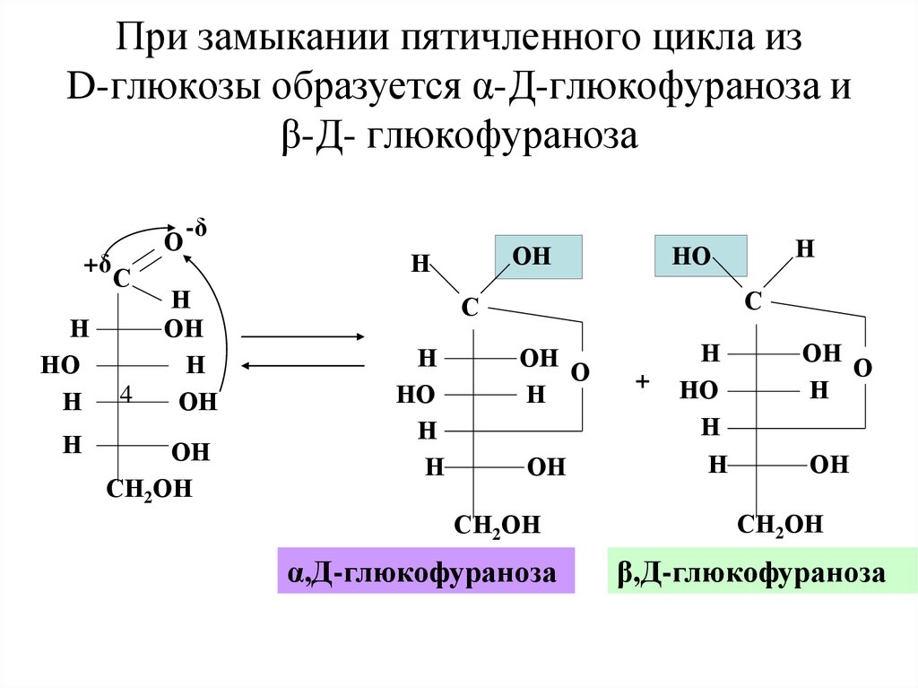 Цикл глюкозы. Бета д глюкофураноза. Α-D-глюкофураноза. Формула Хеуорса глюкофураноза. Формула Бетта д глюкофураноза.