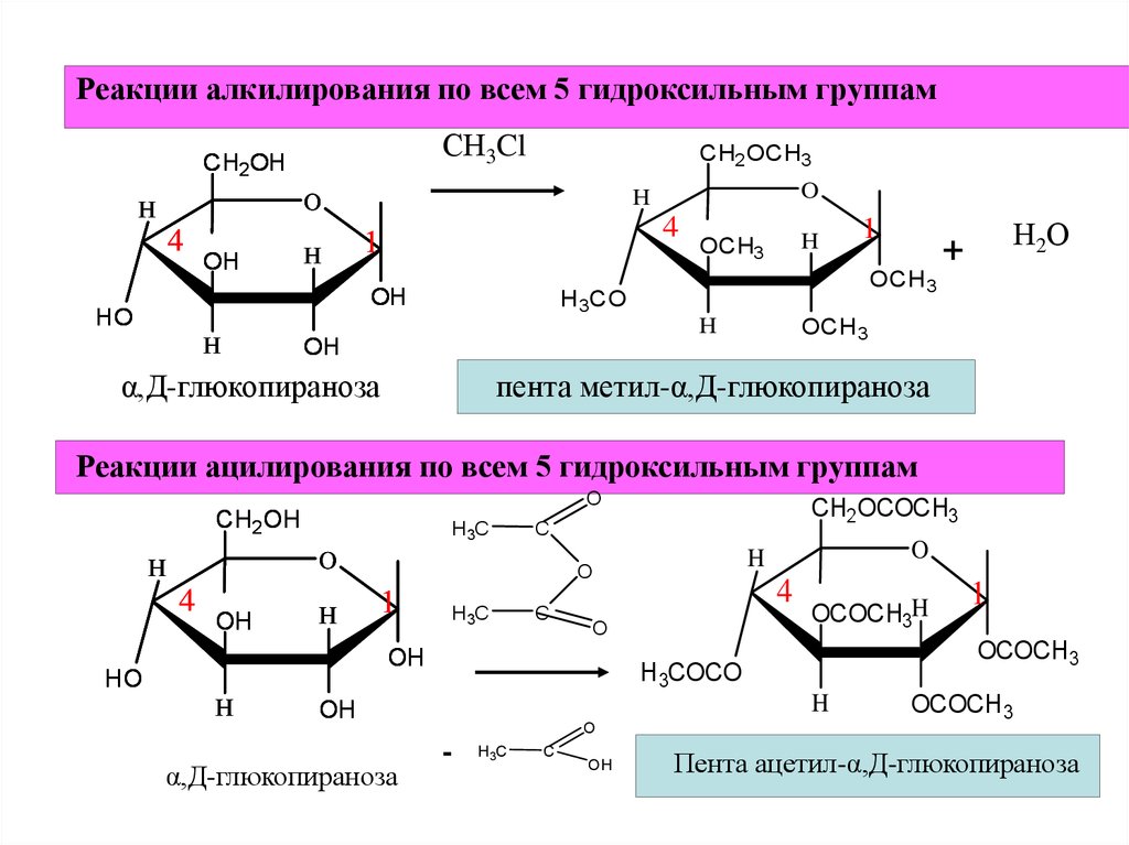 Реакции на гидроксильную группу. Метил Альфа д глюкопираноза. Пента-о-ацетил-b-d-галактопиранозы. 2,3,4,6- Тетра-о-метил- d-глюкопираноза.. Реакция ацилирования д рибозы.