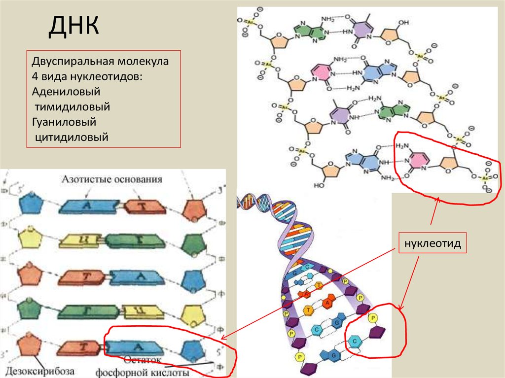 Состав нуклеотида молекулы днк. Форма молекулы ДНК. Двухцепочечная молекула ДНК. Связи в молекуле ДНК. Двуспиральная молекула ДНК.