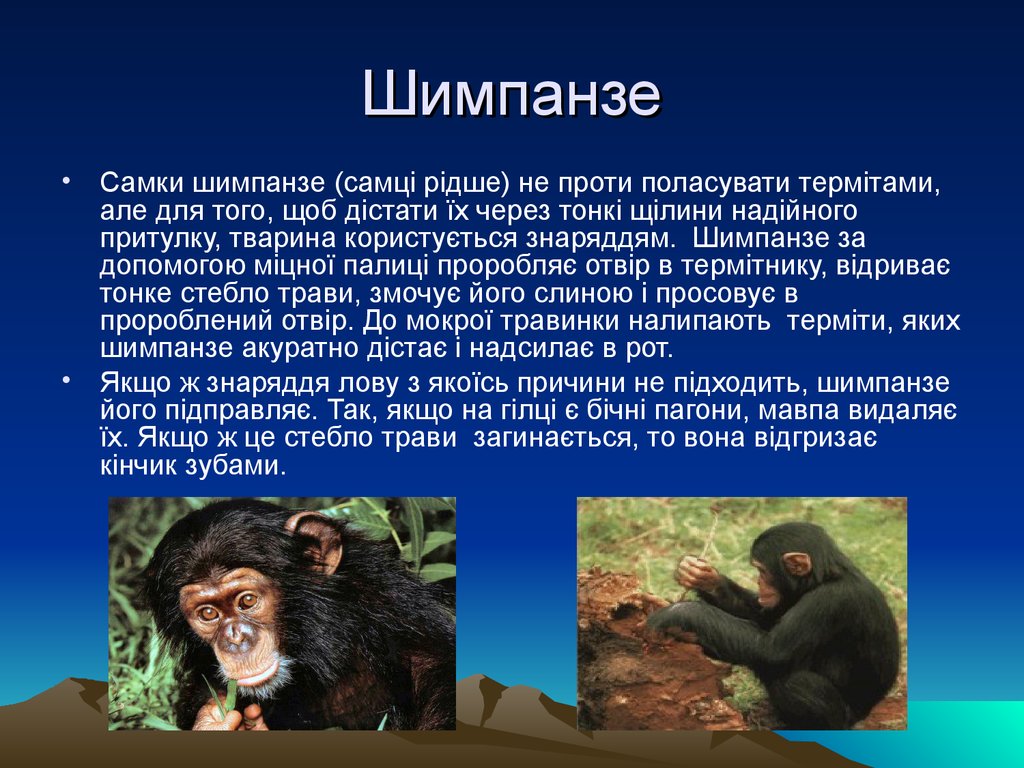 Шимпанзе подобрать прилагательное. Шимпанзе презентация. Информация о шимпанзе. Сообщение о шимпанзе. Шимпанзе фото и описание.