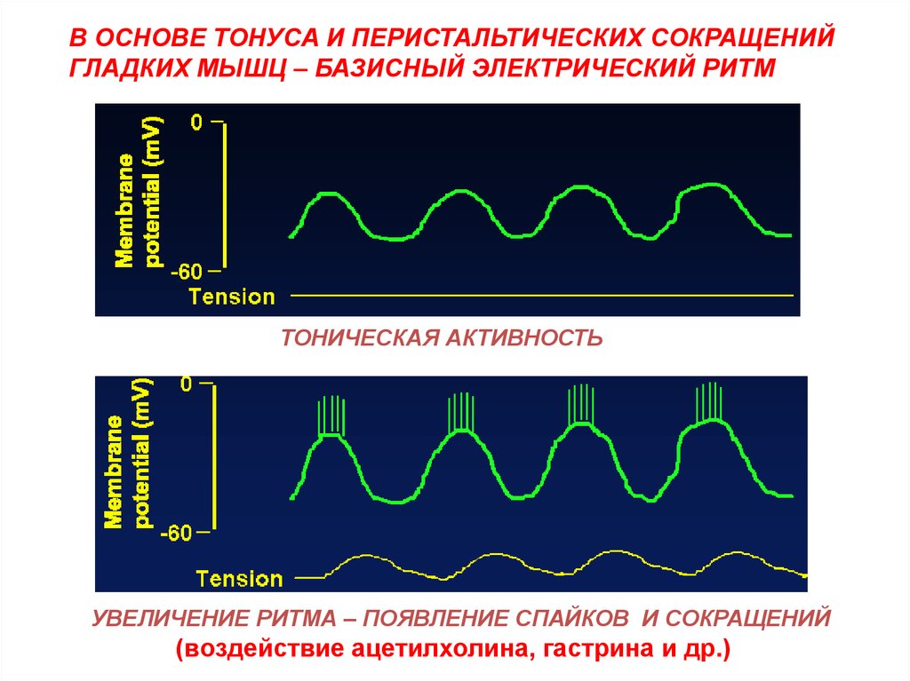 Повышение электрической активности. Тоническое сокращение гладких мышц. Ритмические сокращение гладких мышц. Тоническое сокращение гладких мышечной. Базисный электрический ритм.