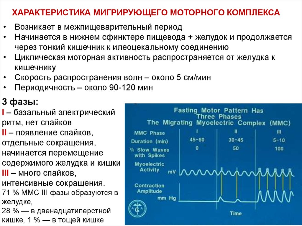 Моторная характеристика. Мигрирующий моторный комплекс. Мигрирующий миоэлектрический (двигательный) комплекс. Мигрирующий моторный комплекс желудка. Мигрирующий двигательный комплекс тонкой кишки.