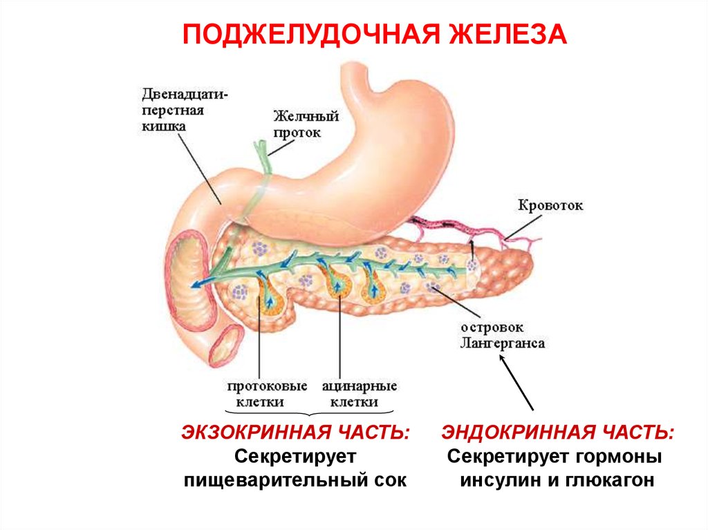 Поджелудочная железа относится к пищеварительной. Строение и эндокринная функция поджелудочной железы. Поджелудочная железа анатомия функции. Экзокринная часть поджелудочной железы функции. Поджелудочная железа эндокринная система и пищеварительная.